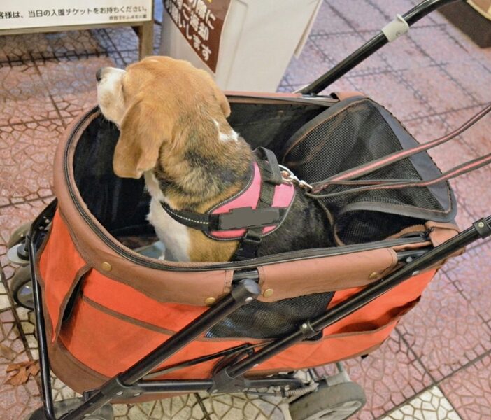 夜間は散歩NGで着地禁止のルール