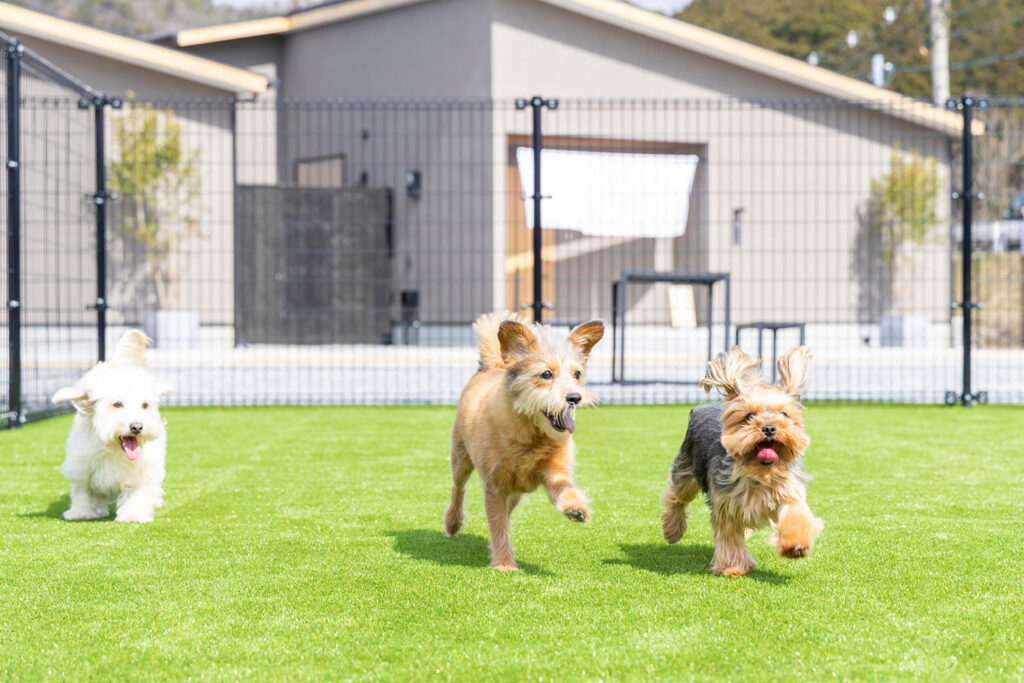 帰りに寄りたい周辺のドッグカフェ情報